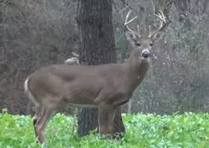 Illegal Deer Baiting Lands Michigan Man In Jail