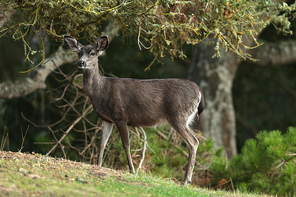 CWD Possibly Detected in Deer Killed in DeWitt Twp.