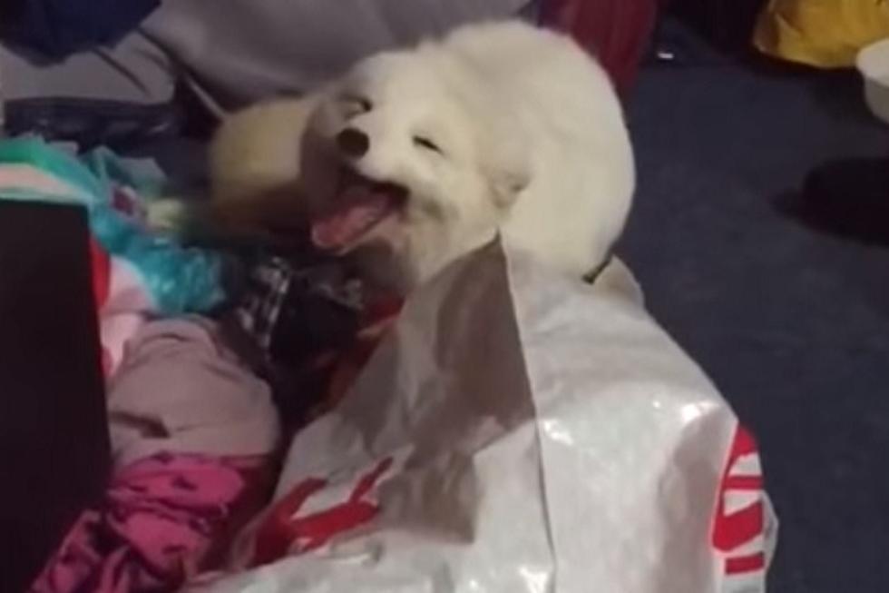 Today’s Aww Moment: Laughing Arctic Fox