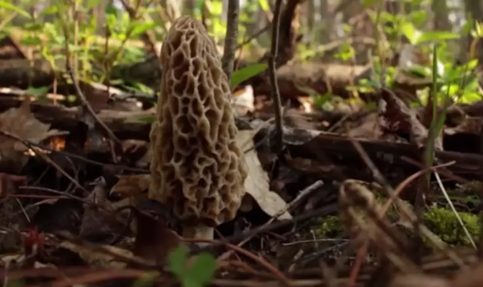 It&#8217;s Morel Season in Michigan &#8211; DNR Has Tips on Finding Them