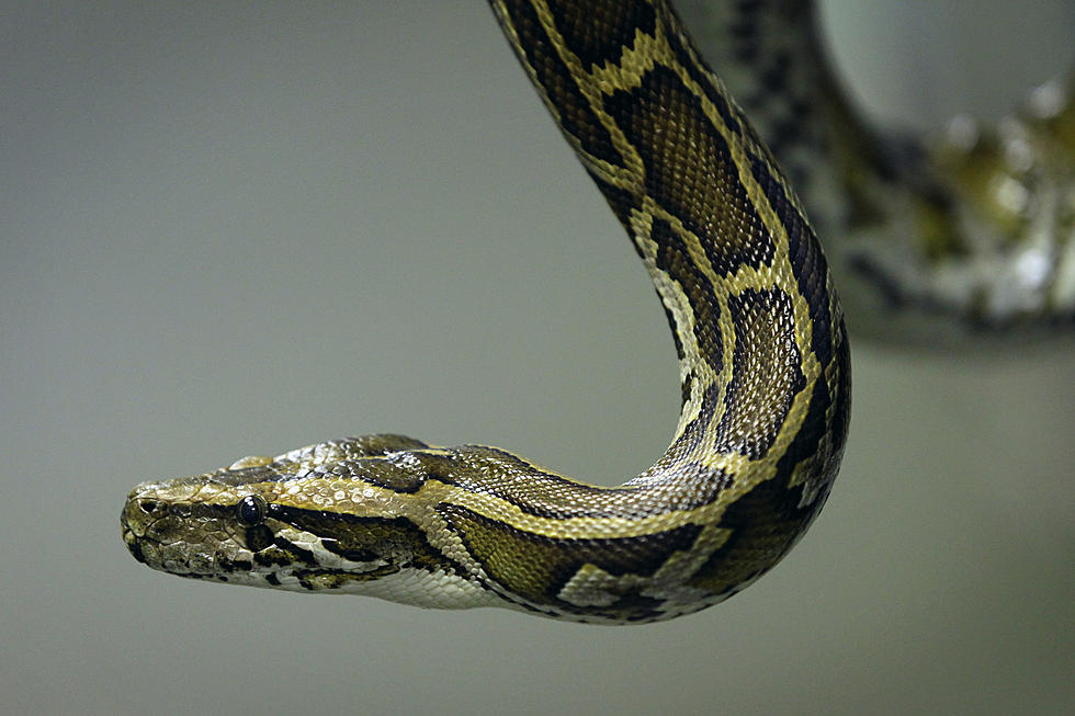 Python Loose In East Lansing