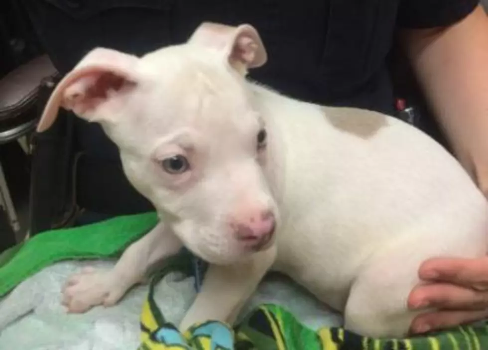 $500 Reward for Lansing ‘Person’ Who Threw Puppy in Dumpster