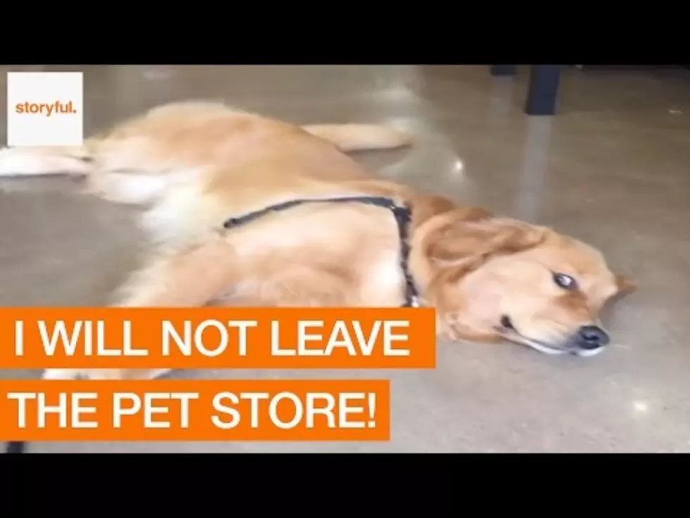 Video of Dog Who Won’t Leave Pet Store