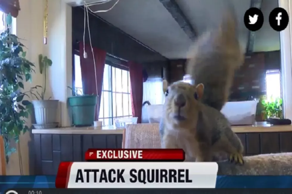 This is Nuts: Squirrel Attacks Burglar