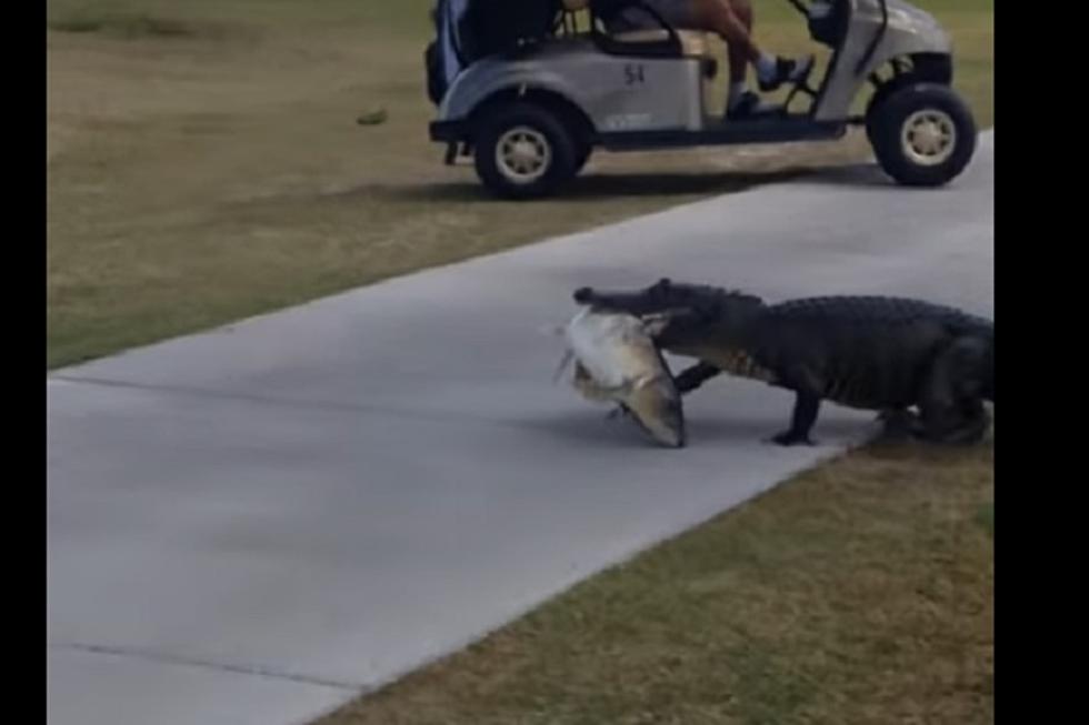 Most Annoying Commentary EVER! Alligator Struts Across Golf Course