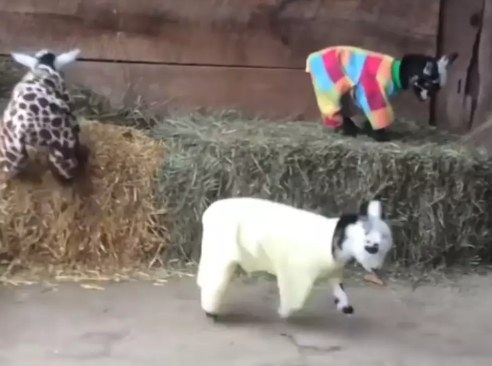 Life is Serious: Goats in Pajamas Are Not