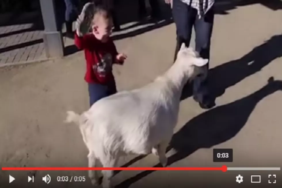 Goat Fart Almost Scares S*** Out of Little Kid