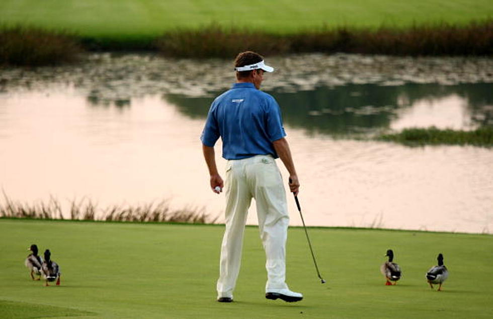 Unlucky Ducky Didn’t Hear The Golfer Yell “FORE!”