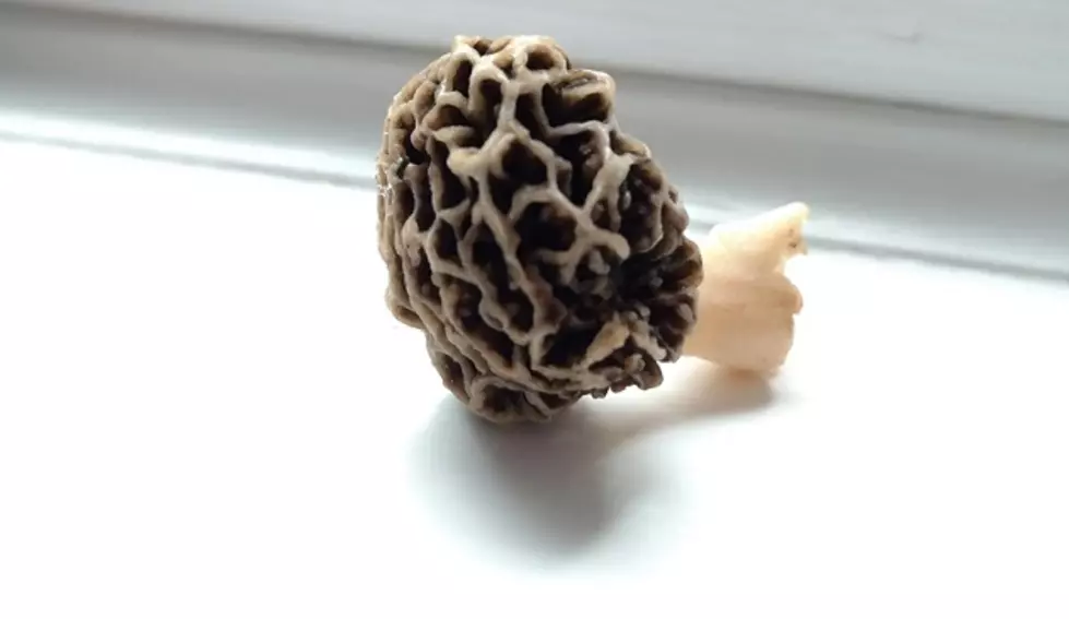 Morels Are Popping in Michigan &#8211; Check Out the Hauls!