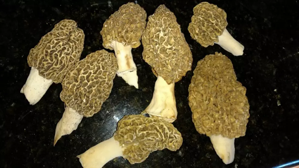 Michigan Morels and Other Bounty from the Weekend