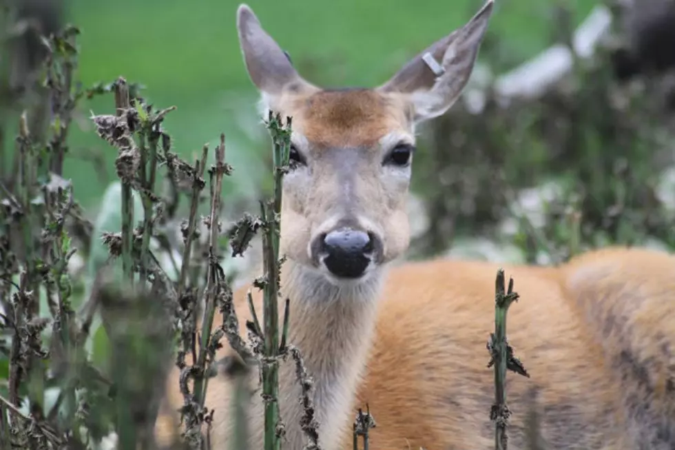 Antlerless Deer Applications Due By August 15