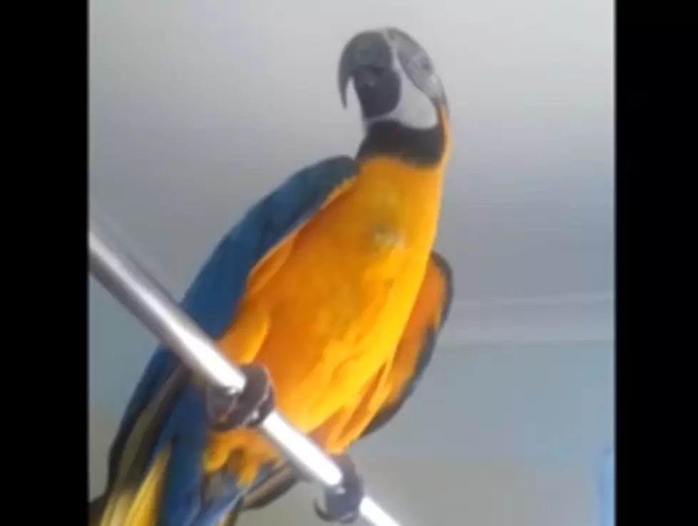 Parrot Helps Convict Michigan Woman of Murdering Her Husband