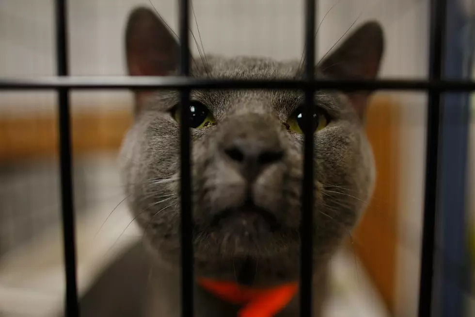 Ingham County Animal Shelter Has Cat Capacity Issues