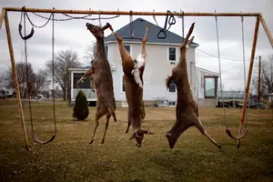 Mid-Michigan Deer Hunters Should Be On Extra Alert