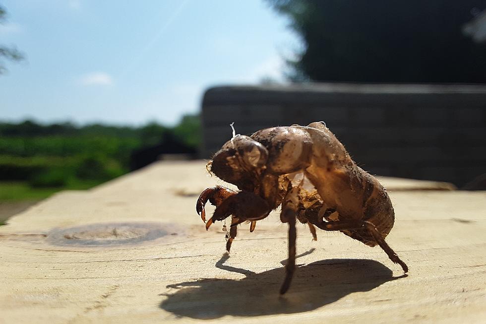 The Haunting Sounds of the Michigan Cicadas
