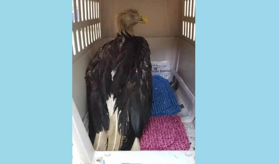 Eaton County Animal Control Officers Save Ailing Bald Eagle
