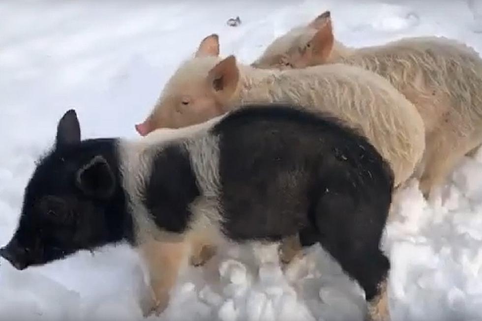 Michigan Humane Society Needs Home For Three Little Piggies