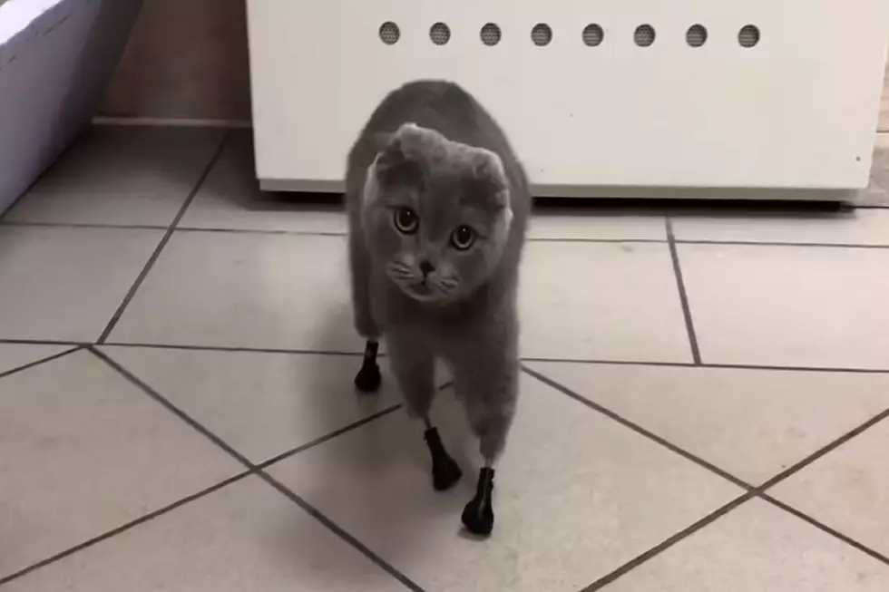Frostbitten Cat Gets 4 New Feet