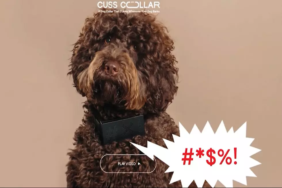 The Cuss Collar is Exactly What Your Dog Needs