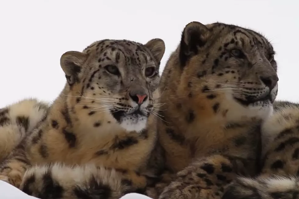 Binder Park Zoo Sets Up Blind Date For Snow Leopards