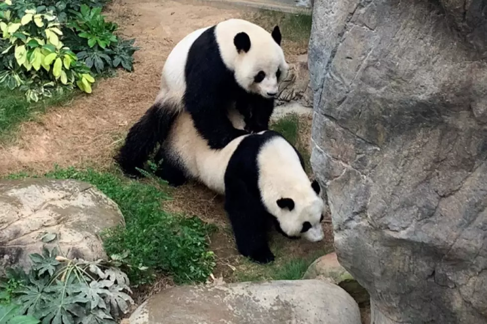 Pandas Take Advantage of Empty Zoo and Bang One Out