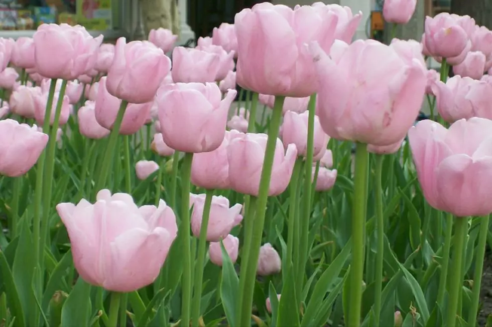 Tulip Time Cancelled? Check Out These Tulip Pictures