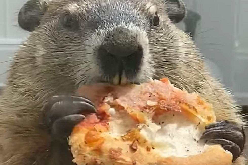 ‘Pizza Groundhog’ May Just Be Our New Quarantine Mascot