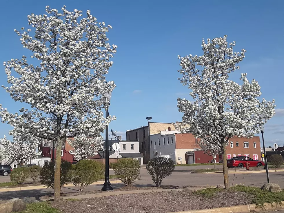 Flowerville: The Dogwoods Are Flowering in Fowlerville