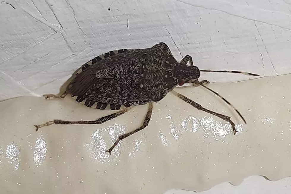 Michigan Outdoors: The Creeps Trying to Get in Your House