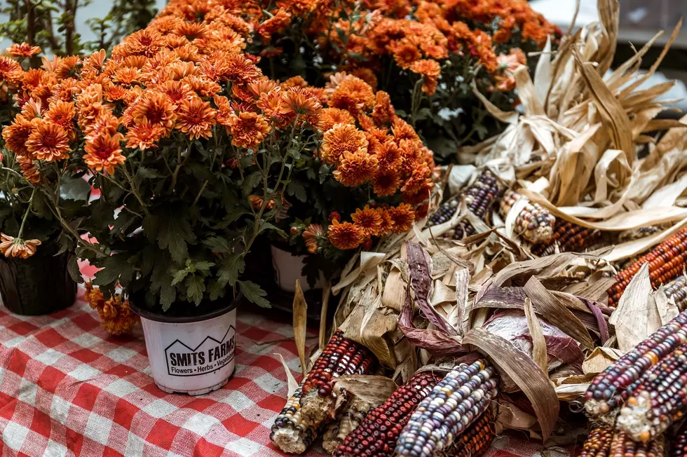 7 Tips For Taking Care Of Your Fall Mums