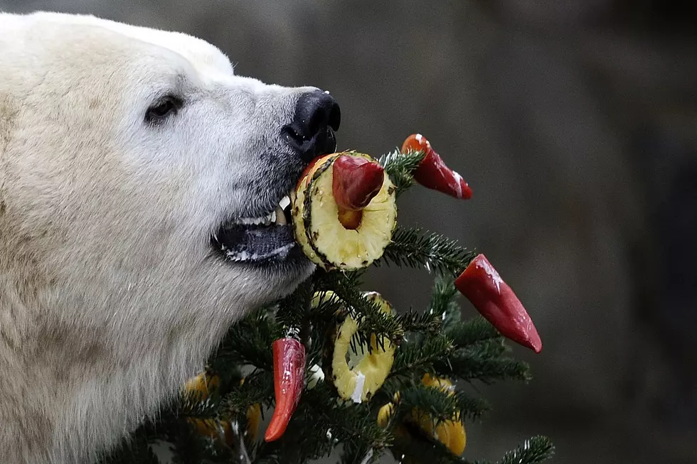 Have You Ever Tried Eating Your Christmas Tree?