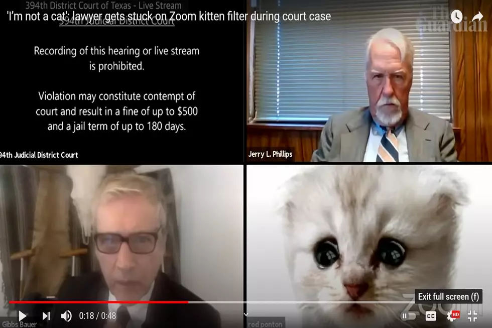 “I am Not a Cat.” Texas Lawyer Turns into a Kitten for Zoom Court