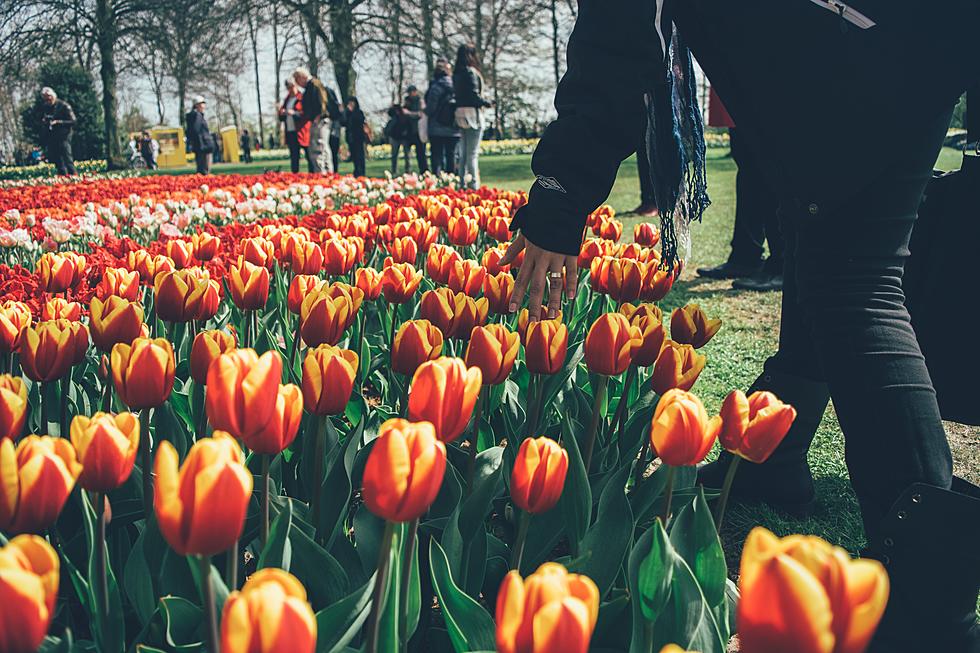 The Tulip Time Tradition Returns to Holland Michigan This Weekend