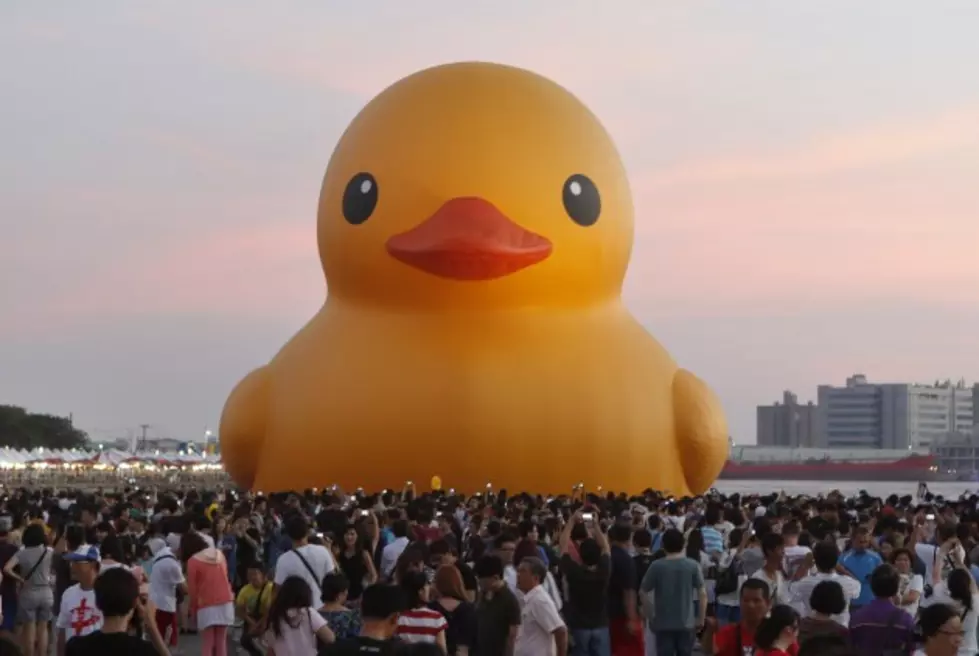 Giant, Yellow Duck On The Loose