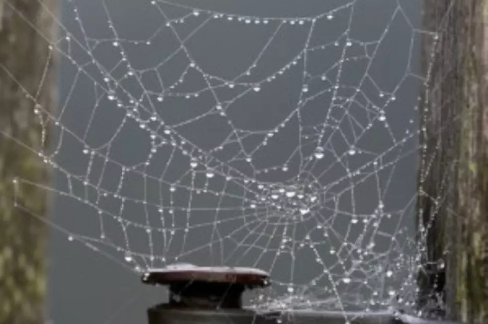 Spider Problem? Here&#8217;s the DIY Spider Rifle (That&#8217;s Not Really A Rifle)  [VIDEO]