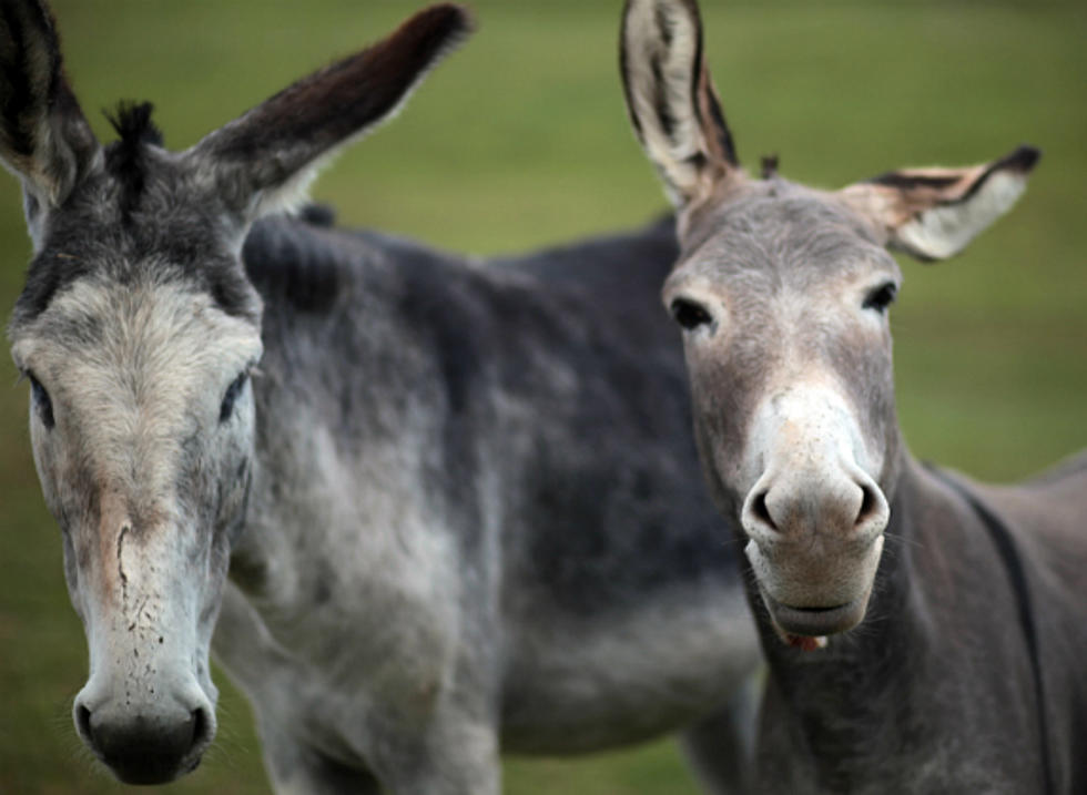 “Stump the Chumps” – Are Donkeys Born Killers?