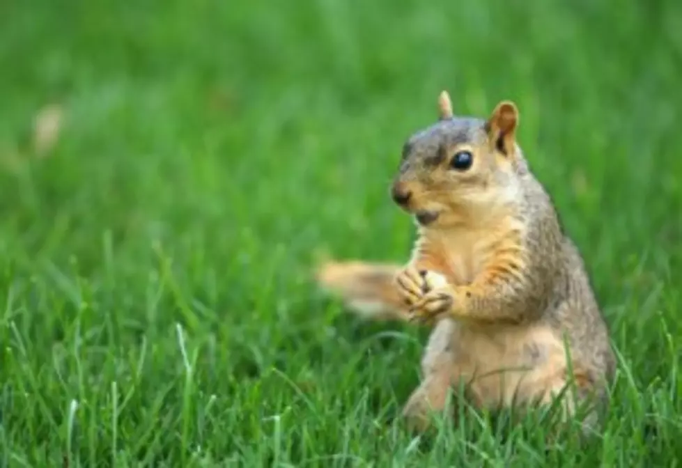 World&#8217;s Fastest Squirrel Sneaks Into NASCAR Race [VIDEO]
