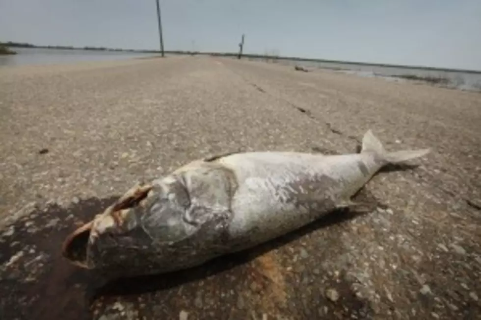 Officials Tell Residents To &#8220;Stop Eating Dead Fish Lying On The Side Of The Road&#8221;