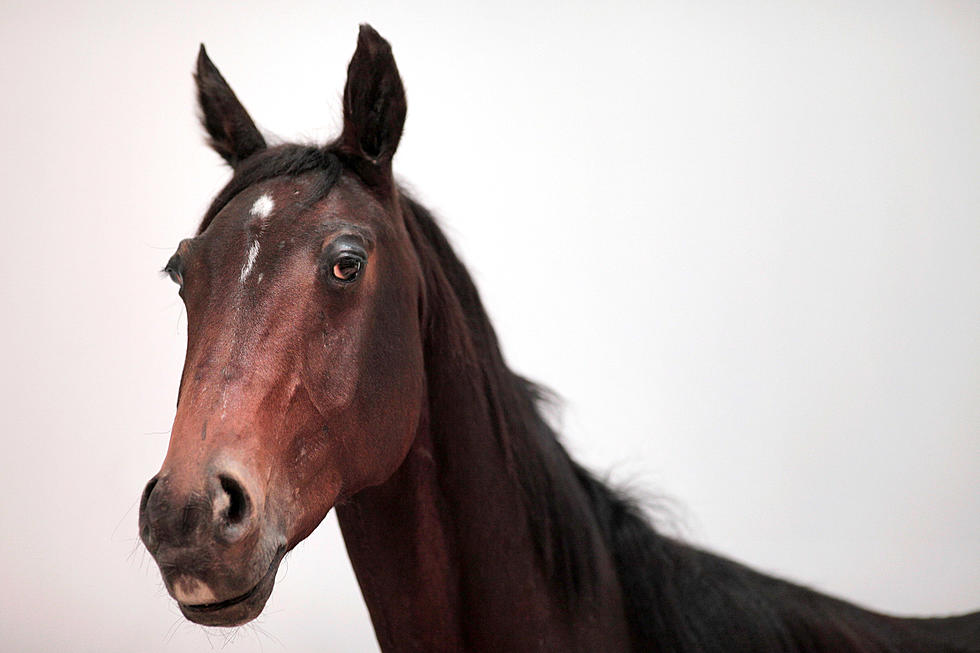 UPDATE: Horse Killed by “Large Animal” in Michigan’s Thumb – Was Not