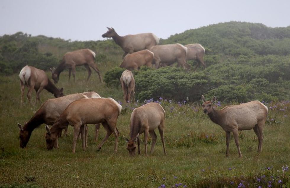 Michigan’s Elk Herd is Growing – Fast