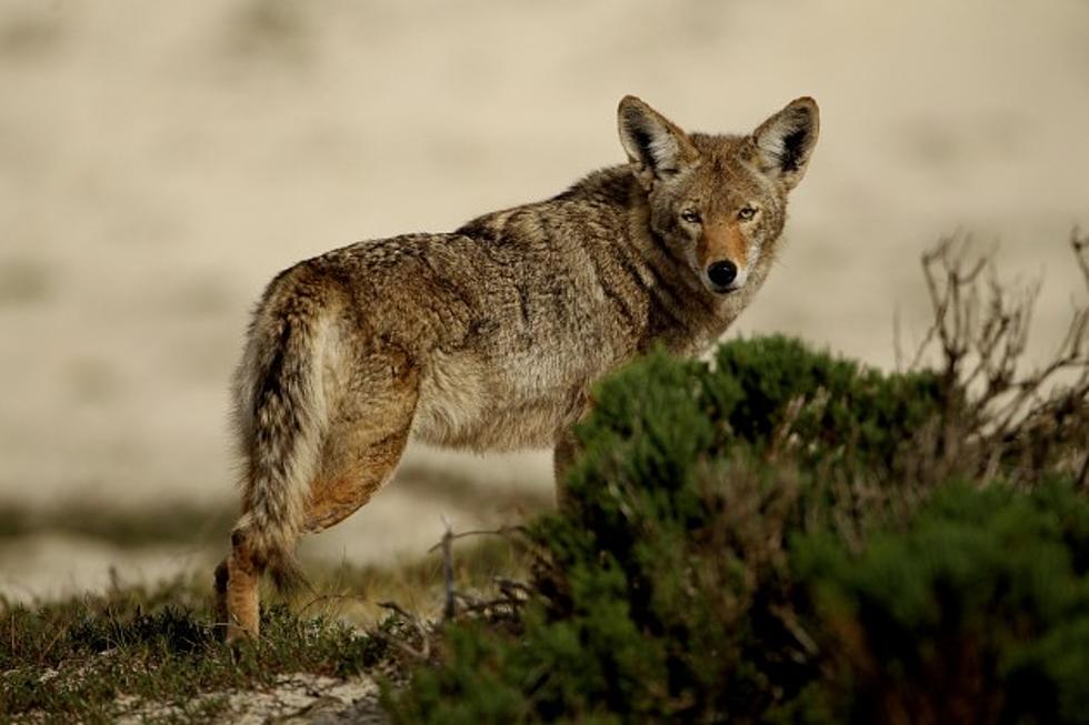 Michigan Has So Many Coyotes – the DNR Just Declared War