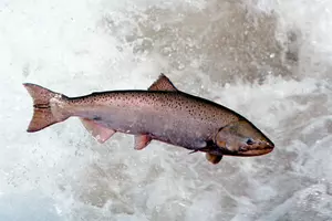 The Salmon Are Running in Michigan