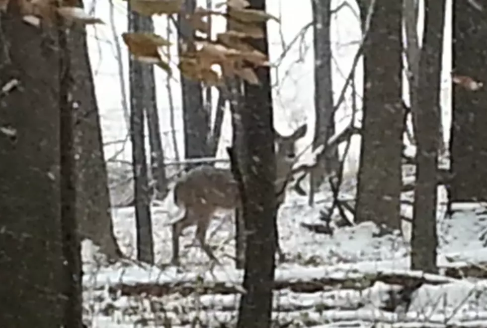 Happy Michigan Deer Season – It Starts Tomorrow