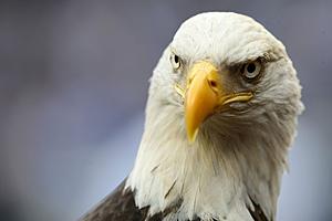 Not a College Basketball Fan? Michigan DNR&#8217;s Eagle Cam is Back! And We&#8217;ve Got Eggs!