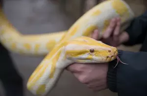 A Python With Smiley Emojis On It&#8217;s Skin? It&#8217;s No Dream