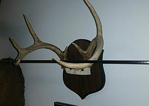 Michigan deer hunters want antler restrictions &#8211; Michigan DNR ? Not so much
