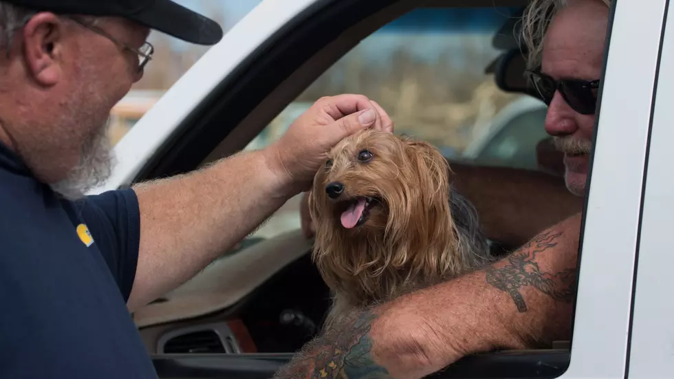 Drive with your dog on your lap in Michigan? About that…