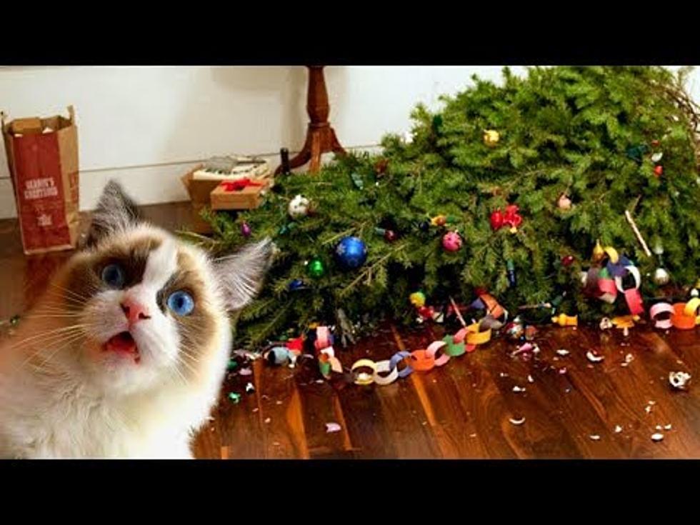VIDEO: Cats And Christmas Trees&#8230; Not Always The Best Combination