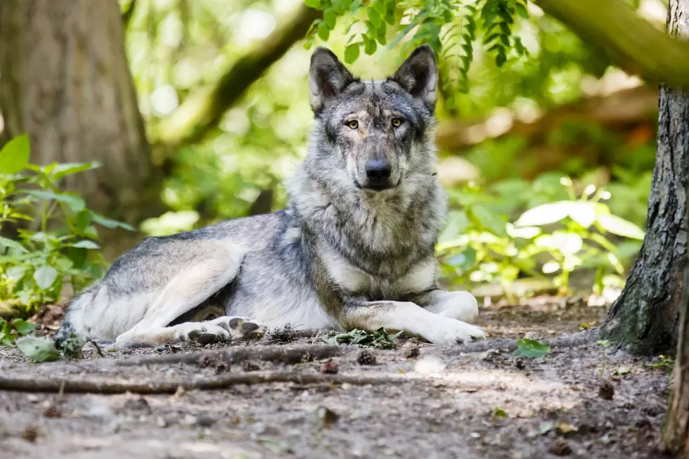 Michigan’s Isle Royale is down to one wolf