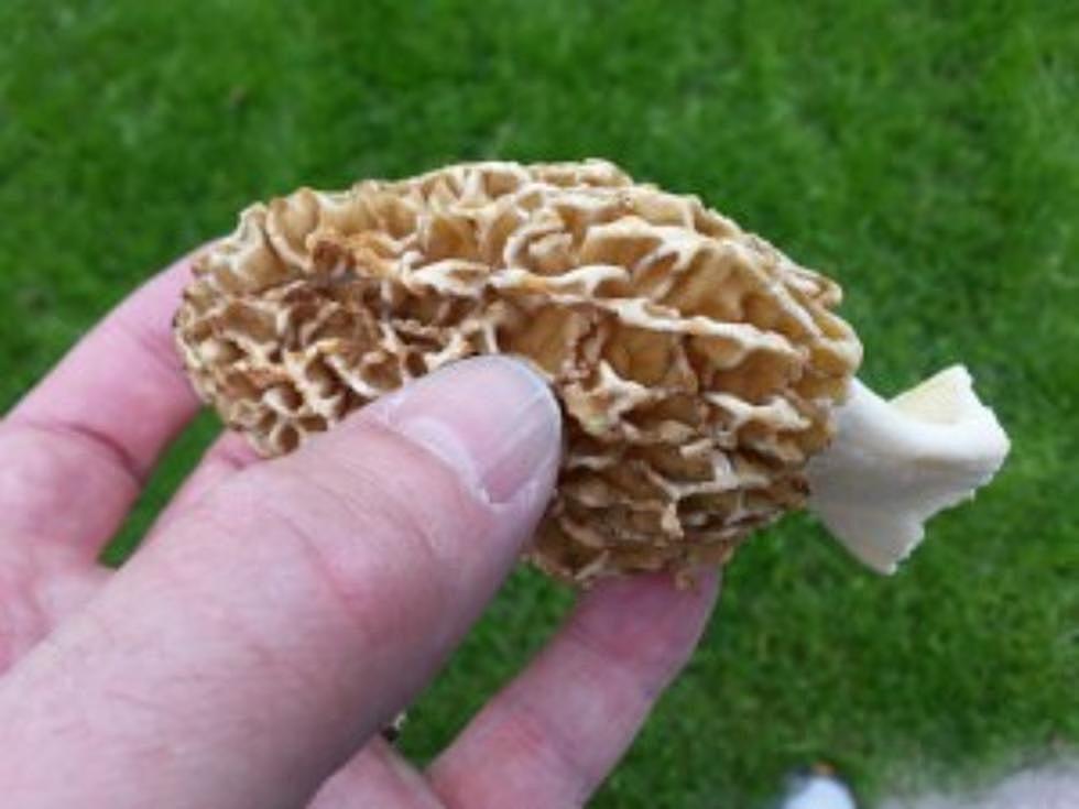 Michigan DNR Says Morel Mushrooms Have Been Spotted